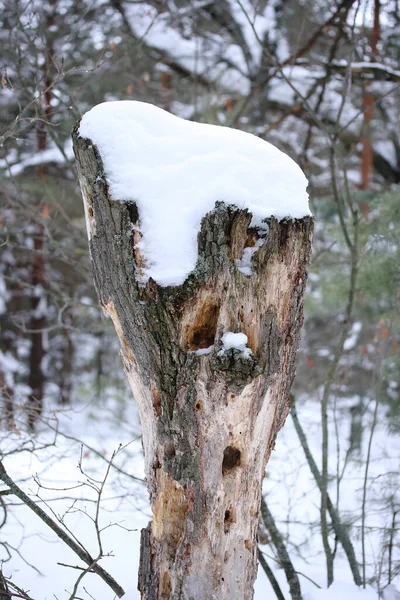 겨울철의 소나무 — 스톡 사진