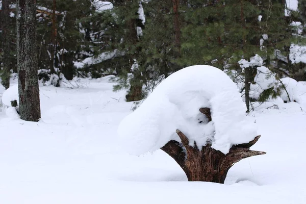 겨울철의 소나무 — 스톡 사진