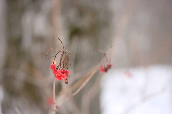 Baies Rouges Sur Une Branche Dans Forêt Hiver — Photo