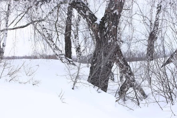 Vecchia Betulla Con Ramo Caduto Burrone Una Giornata Invernale Nuvolosa — Foto Stock