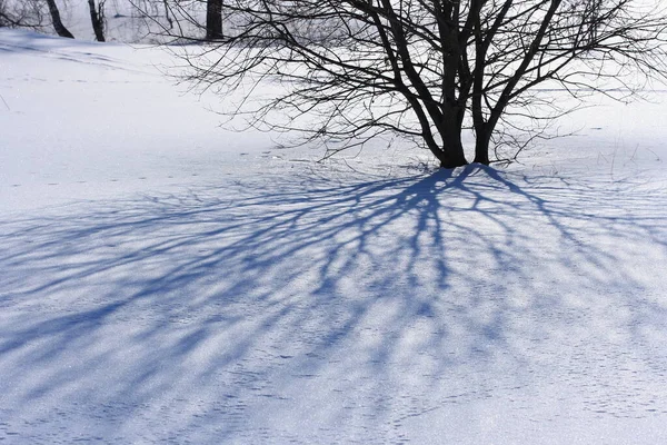 Тень Ветвей Дерева Снегу Играет Светом — стоковое фото