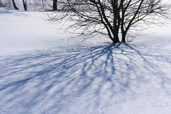 Sombra Dos Ramos Uma Árvore Neve Brincando Com Luz Imagens De Bancos De Imagens Sem Royalties