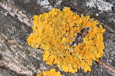 Sarı liken erik ağacında