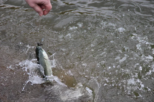 Peixe e gancho — Fotografia de Stock