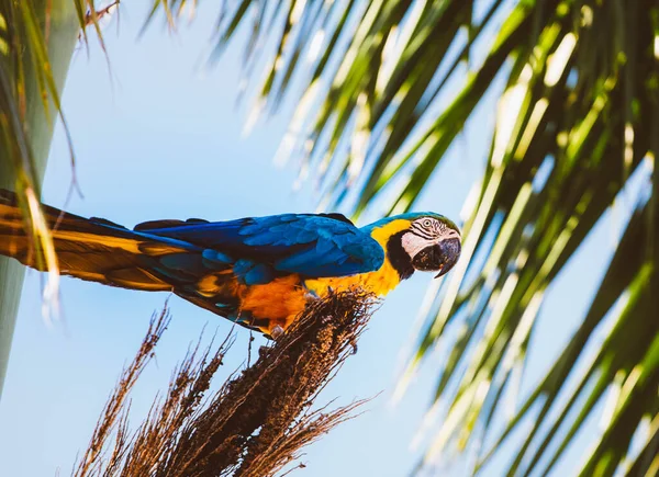 2022年2月9日 ブラジル 青と黄色のマコー カナンド種 ココナッツの木に餌を与え ノヴァアンドラディナ グロッソ ブラジルの街で この鳥は大きく 長さは85センチメートルに達します — ストック写真