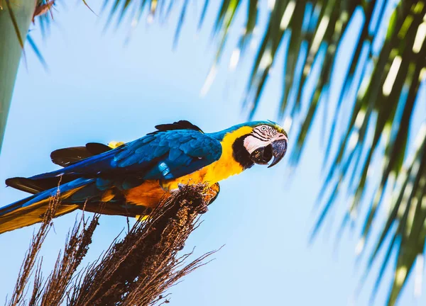 2022年2月9日 ブラジル 青と黄色のマコー カナンド種 ココナッツの木に餌を与え ノヴァアンドラディナ グロッソ ブラジルの街で この鳥は大きく 長さは85センチメートルに達します — ストック写真