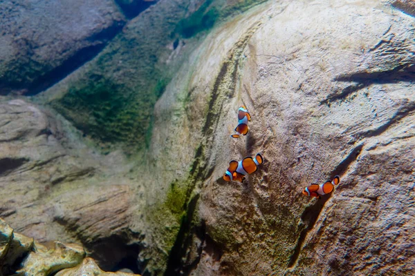 September 2022 Brazilië Vissen Een Van Aquaria Van Bioparque Pantanal — Stockfoto