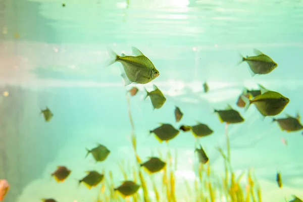 September 2022 Brazilië Vissen Een Van Aquaria Van Bioparque Pantanal — Stockfoto