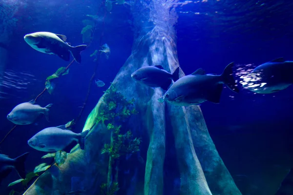 September 10, 2022, Brazil. Fish in one of the aquariums at Bioparque Pantanal (Pantanal Aquarium), in Campo Grande, Mato Grosso do Sul. It is the largest freshwater complex in the world, containing 32 ponds and 220 species of fish