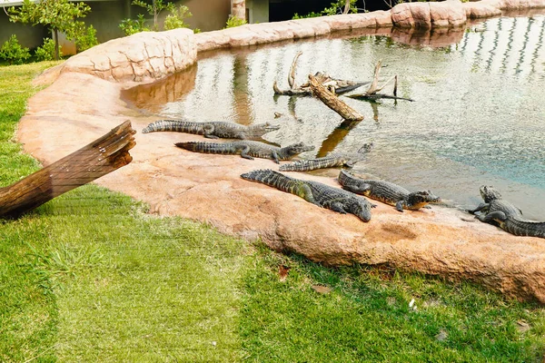 September 2022 Brazilië Alligators Een Van Aquaria Van Bioparque Pantanal — Stockfoto