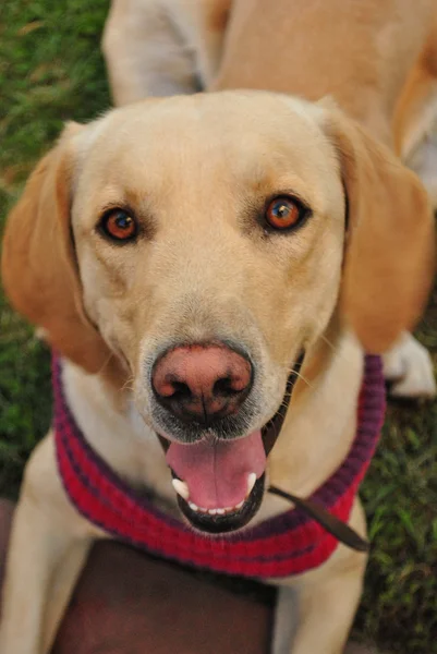 Giovane labrador retriever Immagini Stock Royalty Free