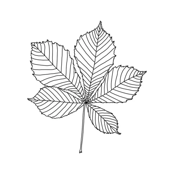 Lineare grafische Zeichnung von Kastanienblatt isoliert auf weißem Hintergrund — Stockvektor