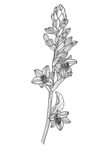 Dibujo lineal de la flor hosta con hojas y brotes — Vector de stock