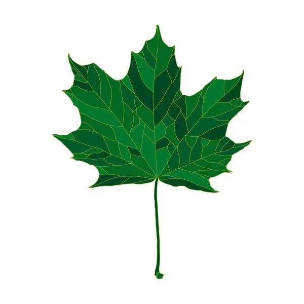 Green silhouette maple tree leaf isolated on white background — Stok Vektör