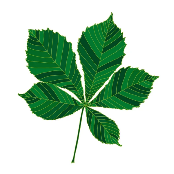 Green silhouette chestnut tree leaf isolated on white background — Stok Vektör