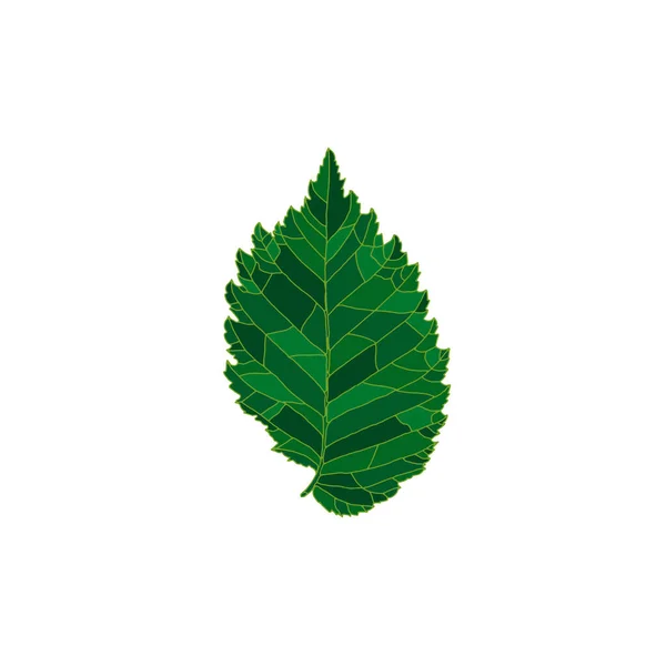 Green silhouette elm tree leaf isolated on white background — Image vectorielle