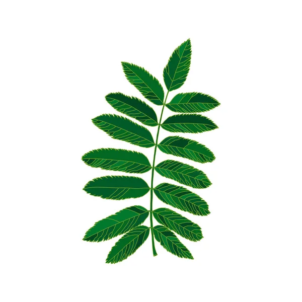 Green silhouette rowan leaf isolated on white background — Stok Vektör