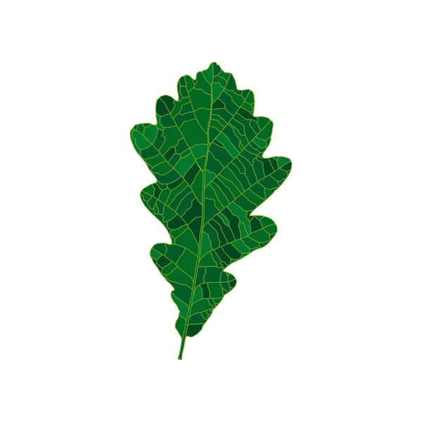 Green silhouette oak leaf isolated on white background — Stok Vektör