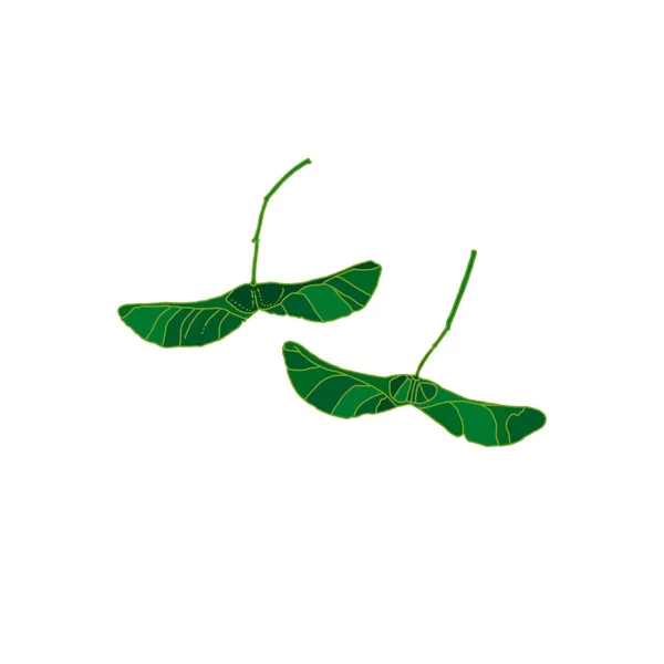 Sementes de bordo de silhueta verde isoladas em fundo branco — Vetor de Stock
