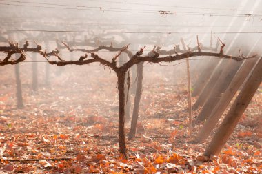 Autumn Vineyard. Mendoza clipart
