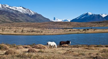 Horses in Patagonia. El Calafate, Santa Cruz Province, Argentina clipart