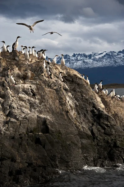 Rei a colônia de corvos-marinhos, tierra del fuego, argentina - chile — Fotografia de Stock