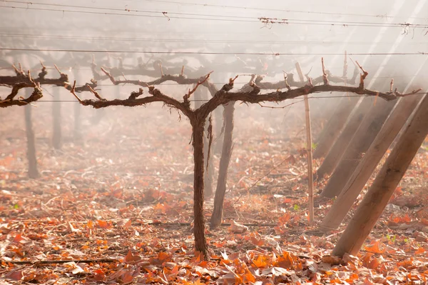Herfst wijngaard. Mendoza — Stockfoto