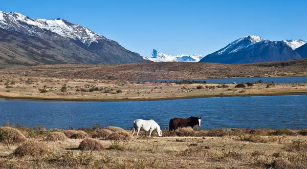 patagonia içinde atlar. el calafate, santa cruz Eyaleti, Arjantin