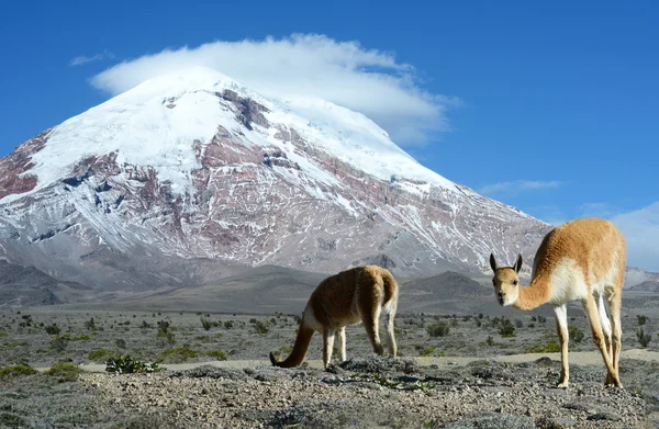 vicugna. değişken bir Stratovolkan chimborazo, cordillera occidental, andes,