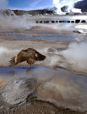 Condor Vadisi geysers, atacama Çölü, Şili