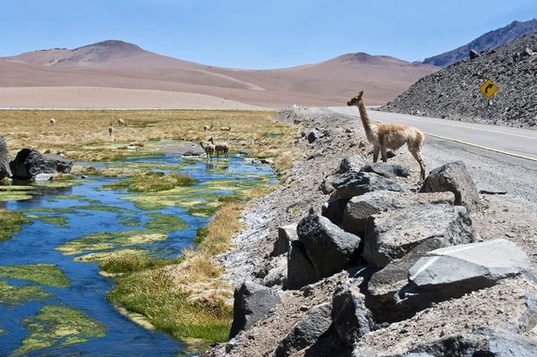 Vítimas e alpacas pastam no Atacama — Fotografia de Stock