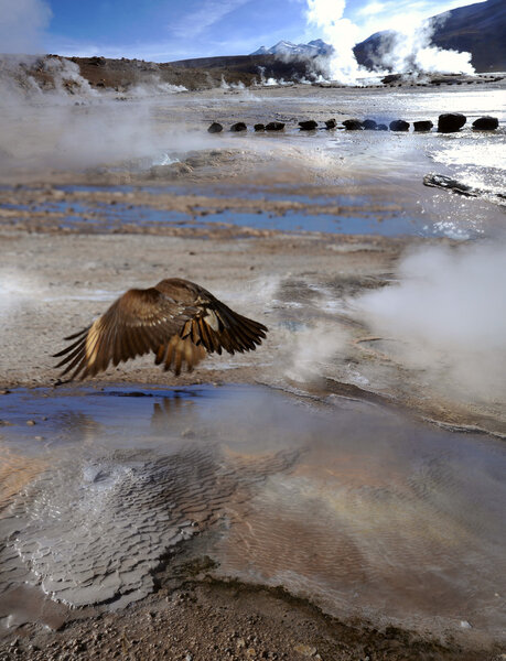 Кондор в долине гейзеров, пустыня Атакама, Чили
