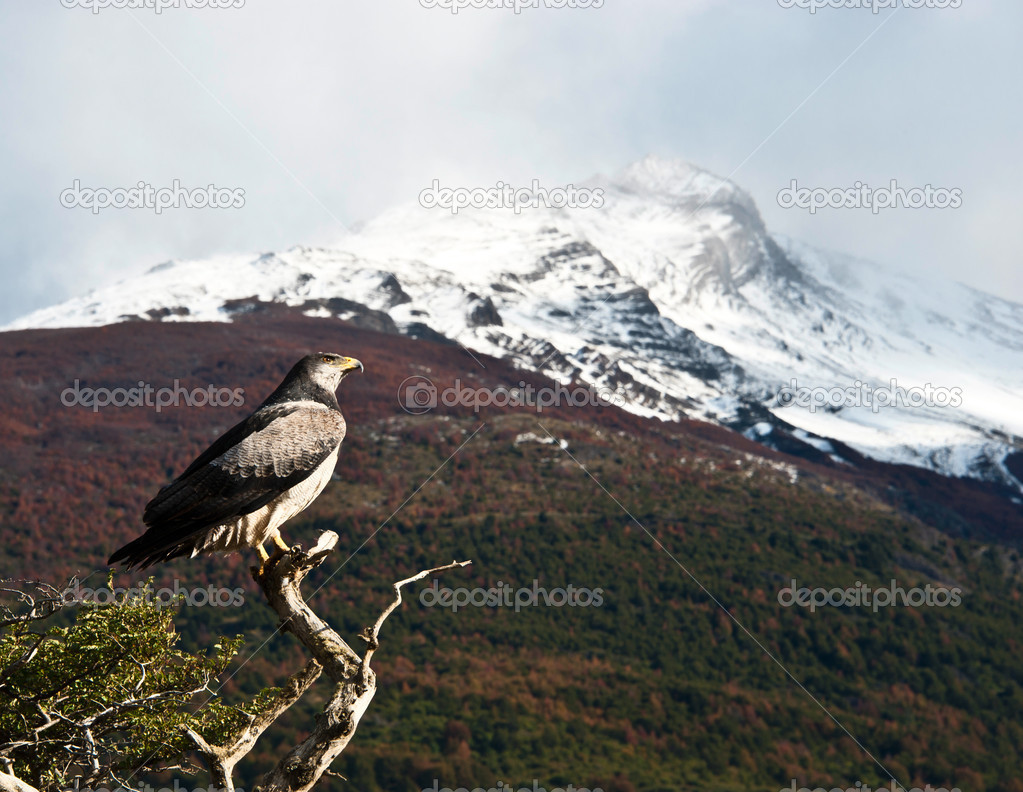 Patagonian classic: bird, tree, hill. Torres del Paine. Chile