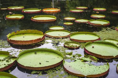 Victoria regia, Brezilya