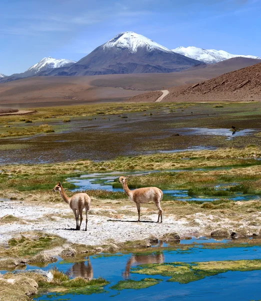 Vicuñas graze in the Atacama, Volcanoes Licancabur and Juriques — Stok fotoğraf