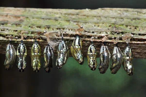 Butterfly breeding — Stock Photo, Image