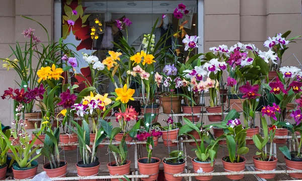 Orchideeën te koop, straatmarkt in asuncion, paraguay. — Stockfoto