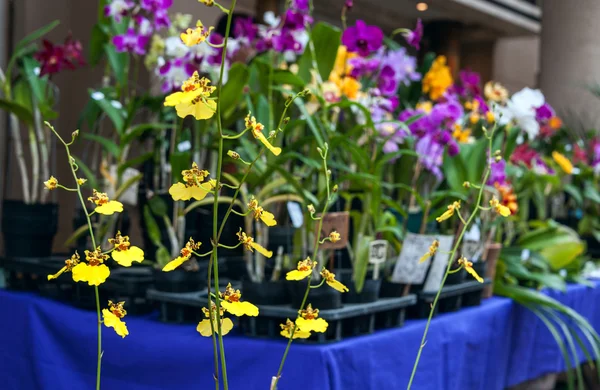 Orchideeën te koop, straatmarkt in asuncion, paraguay. — Stockfoto