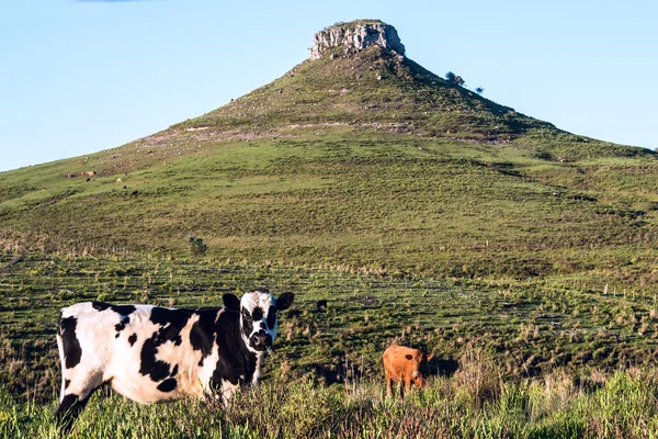 Tacuarembo — Stockfoto