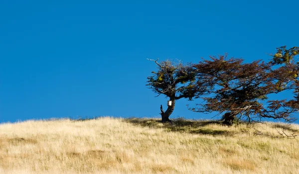 Autumn in Patagonia. Tierra del Fuego. Tree Growing in the wind — Stock Photo, Image