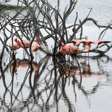 flamingolar, galapagos Adaları