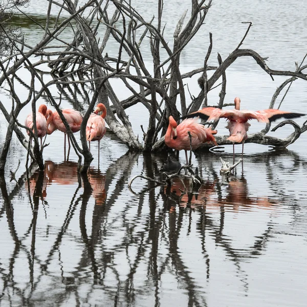 Flamingók, a Galapagos-szigetek — Stock Fotó