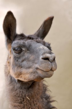 Lama. Andes Merkez Ekvador