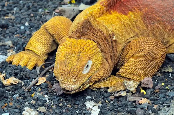 Dragon rouge. L'iguane terrestre. Conolophus subcristatus — Photo