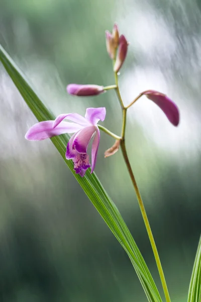 Beautiful Miniature Orchid Plant from Uruguay Just blossomed flo — Stock Photo, Image