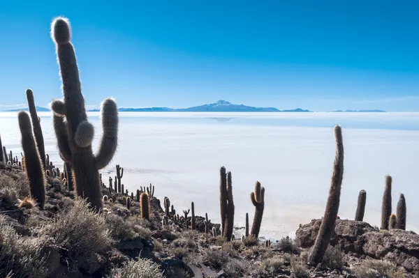 Isla de pescadores, solné jezero uyuni v Bolívii — Stock fotografie
