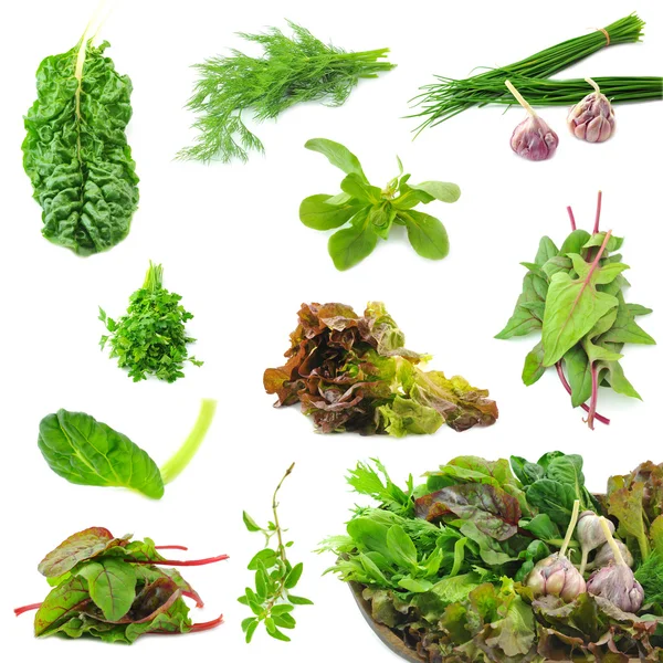 Ervas frescas necessárias em cada cozinha — Fotografia de Stock