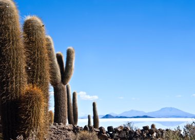 Isla de pescadores, Tuz Gölü uyuni Bolivya