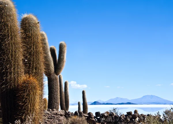 Isla de pescadores, słone jezioro uyuni w Boliwii — Zdjęcie stockowe