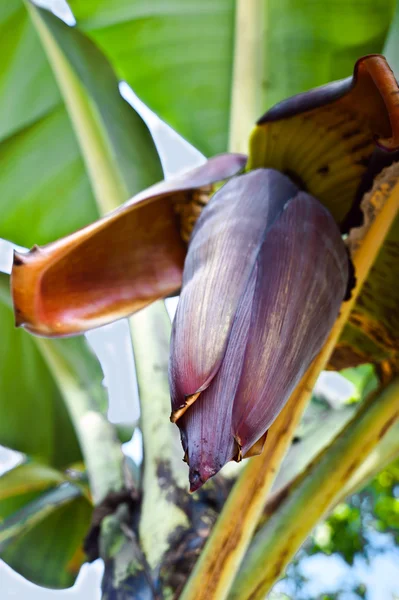 Banana flower — Stock Photo, Image